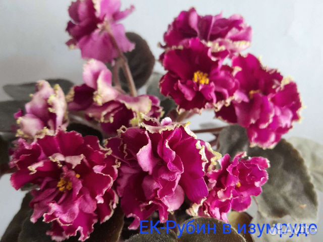 Листочки с детками сортовых фиалок