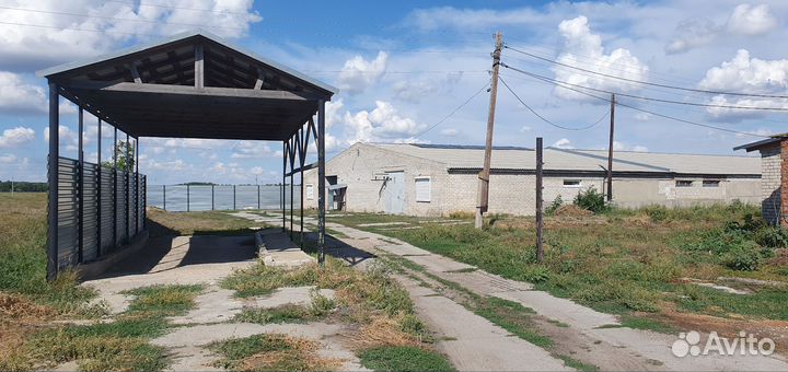 Скотобойня