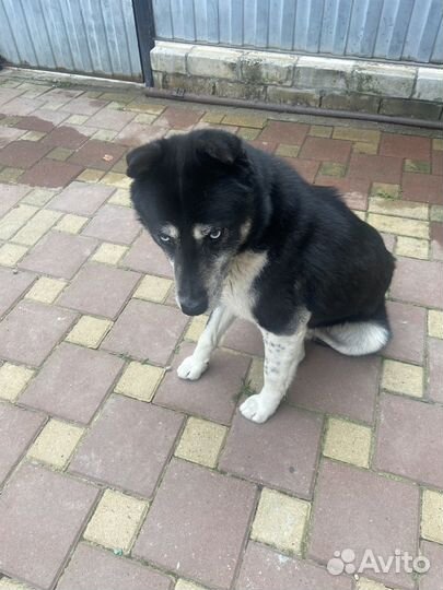 Отдам хаски бесплатно в хорошие руки