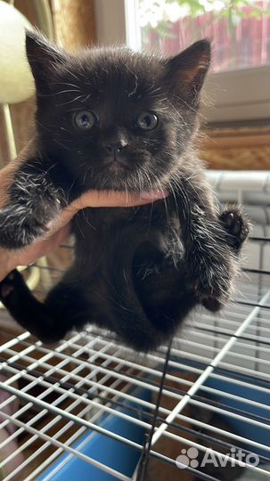 Отдадим котят в добрые руки