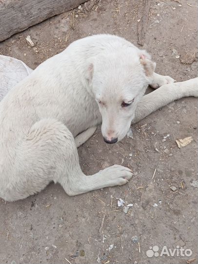 Продам алабай