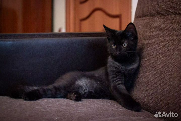 Кошка в дар