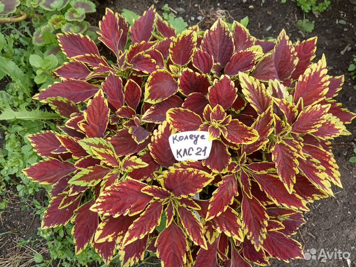 Колеус Плектрантус Ирезине вегетка