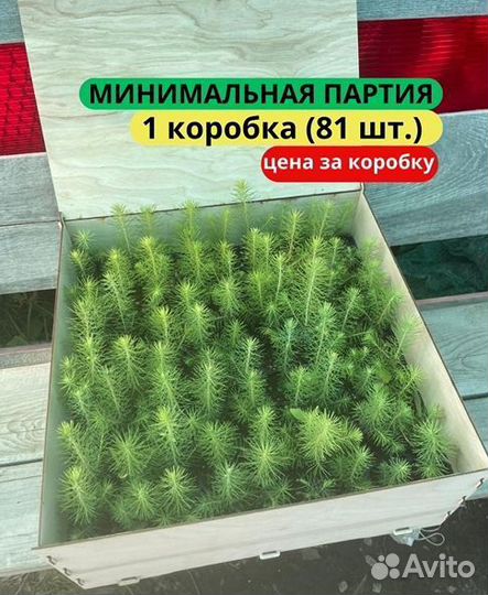 Сеянцы сосны зкс в розницу