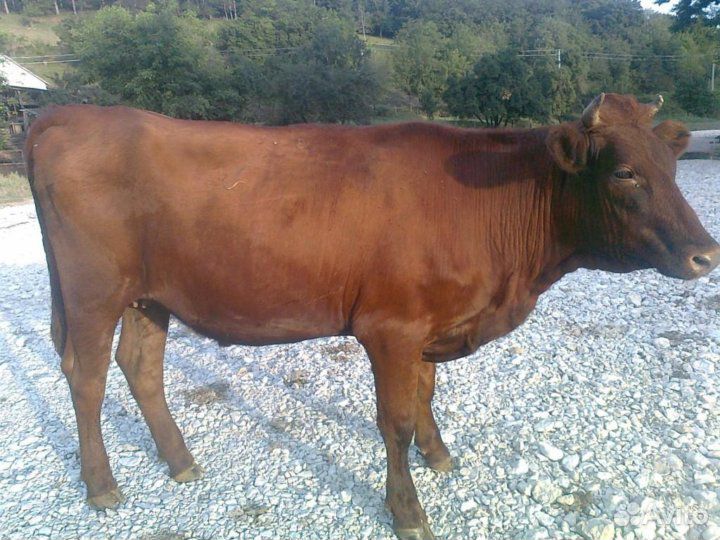 Телка стельная