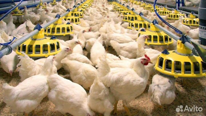 Разнорабочие с бесплатным проживанием