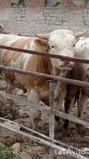 Быки на племя