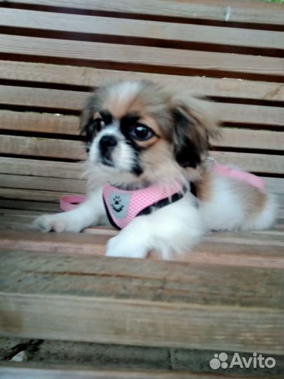 Пекинес девочка