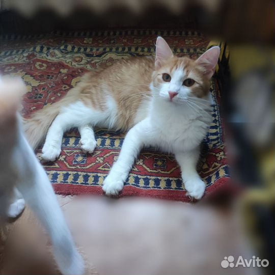 Котёнок девочка в добрые руки