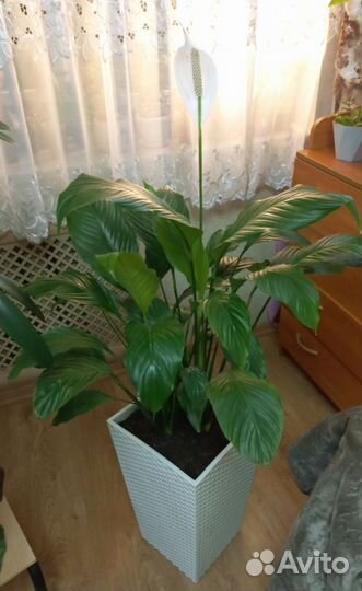 Спатифиллум