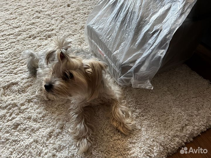 Лестница для собак