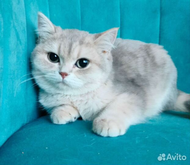 Голубое золото кошка