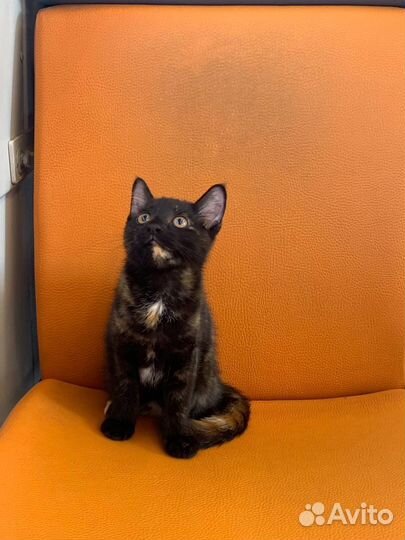 В добрые руки