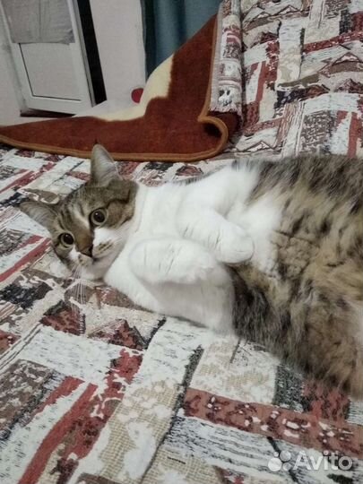 Кошка в дар