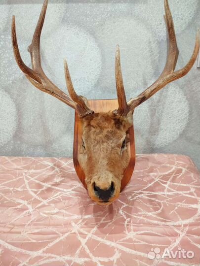 Чучело головы оленя