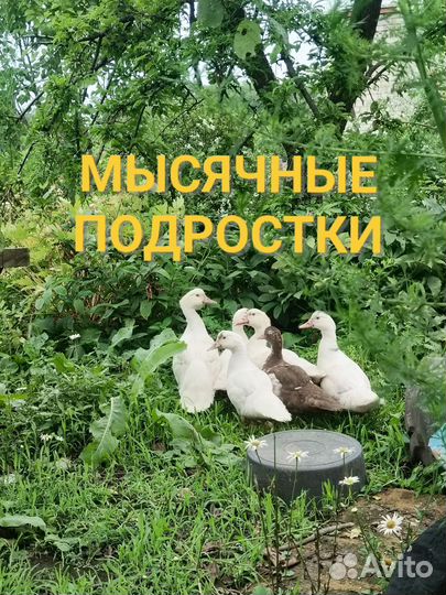 Мускусные утки индоутки индоутята