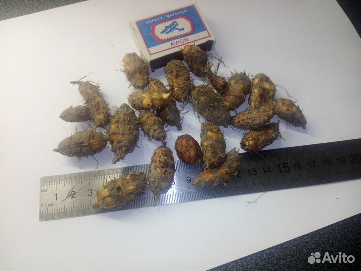 Чуфа гигантская 5 сортов земляной миндаль