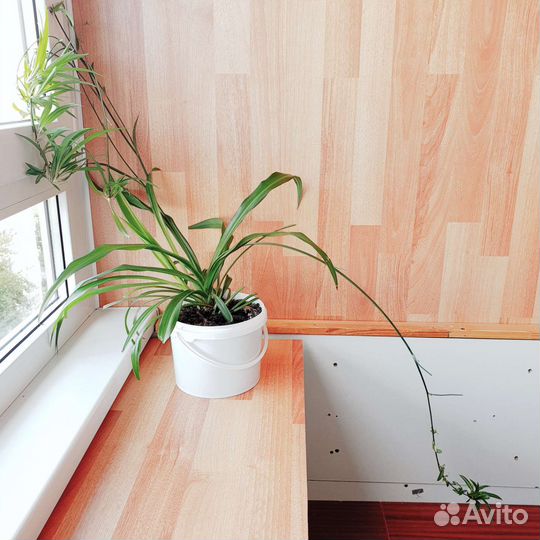 Хлорофитум