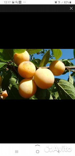 Саженцы желтой сливы