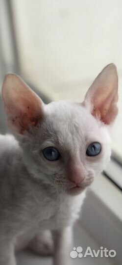 Котята корниш-рекс