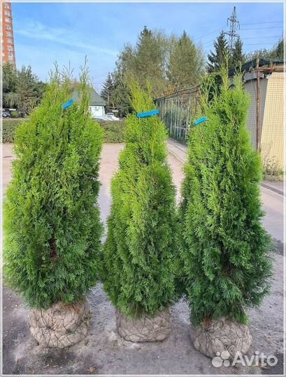 Туя Смарагд (160-180 см)