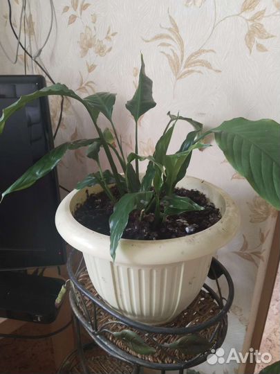 Спатифиллум женское счастье эхмея