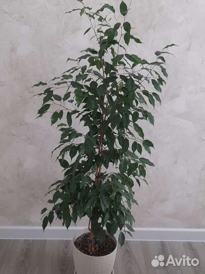 Фикус бенджамина