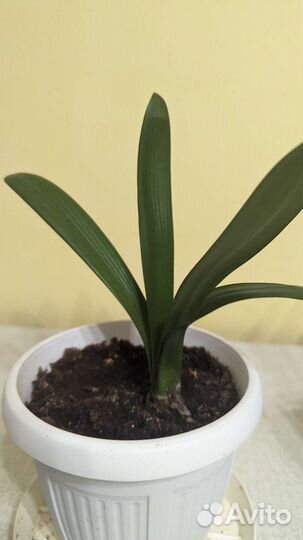 Комнатные цветы Кливия