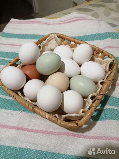 Домашние куриные яйца