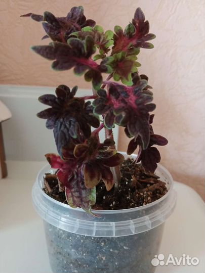 Кодиус сортовой