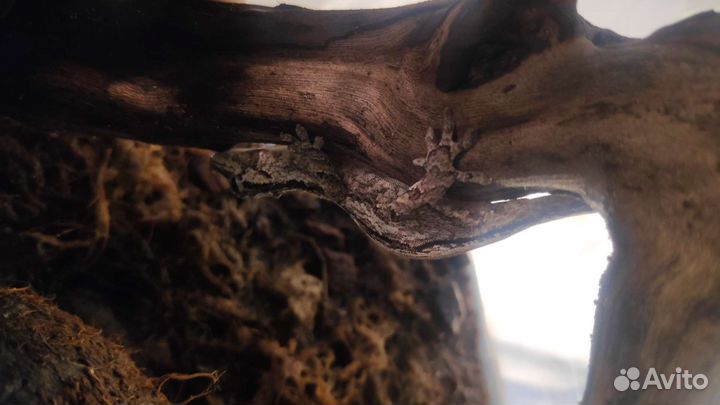 Ушастые бананоеды