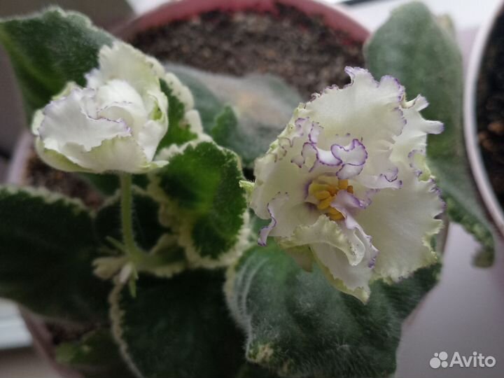 Комнатные цветы