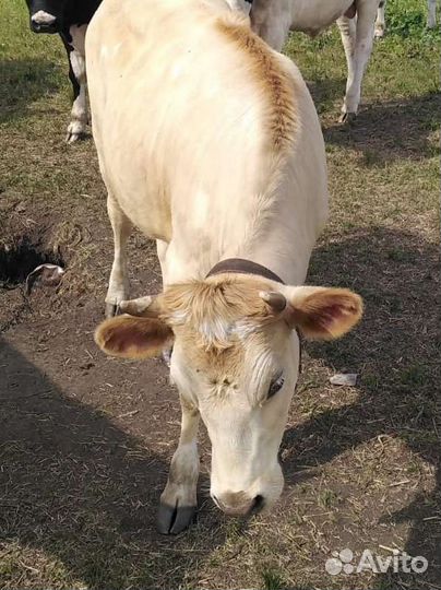 Нетель Швиц+Джерси