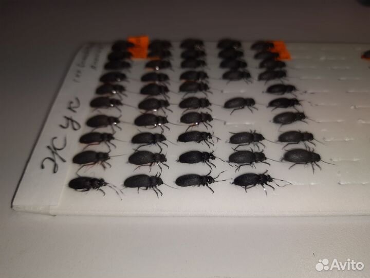 Нахлыстовая муха «Жук»