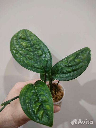 Филодендрон Вайт Визард,алоказия Хетерофилла и др