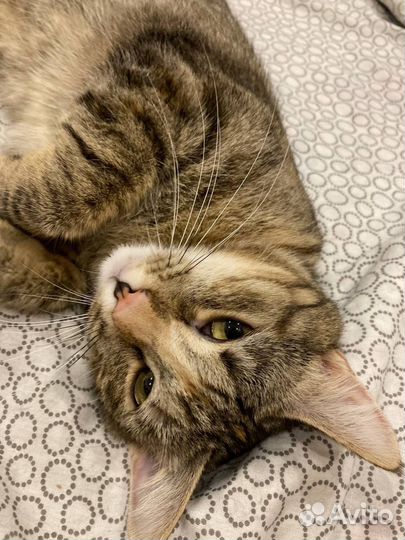 Необыкновенная Флоренс (кошка, 10-12 месяцев)