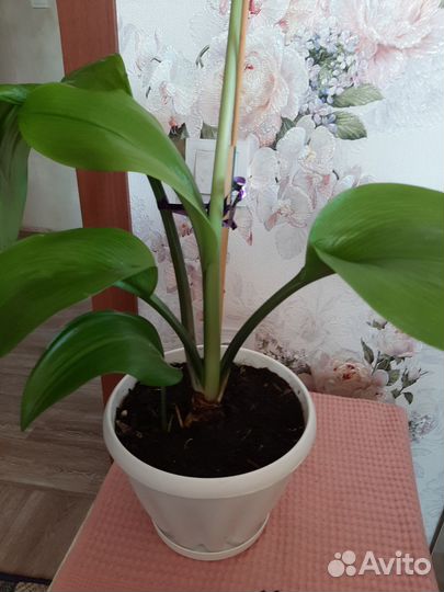 Эухарис амазонская лилия