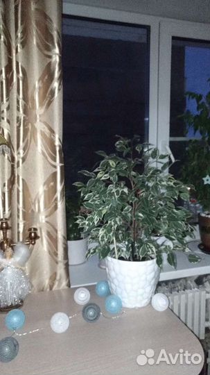 Фикус Бенджамина