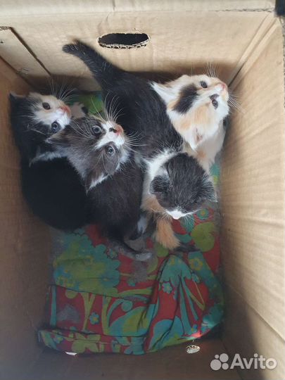 Котята в добрые руки