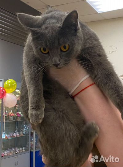 Кошка в добрые руки