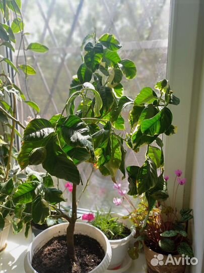 Банан комнатный,лимон,мандарин