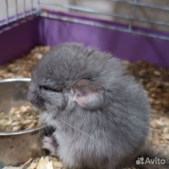 Шиншилла