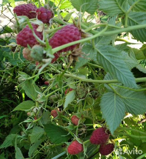 Саженцы малины