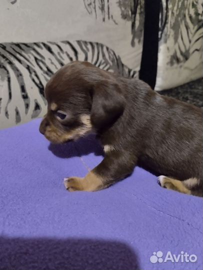 Кутенок девочка