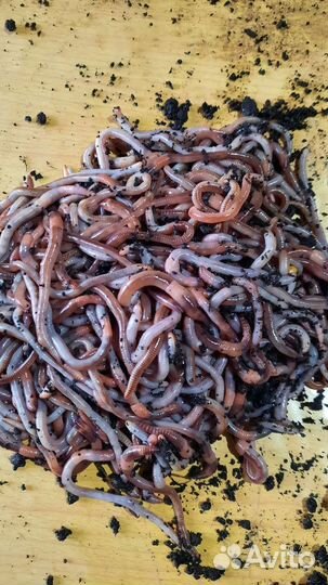 Черви дендробена