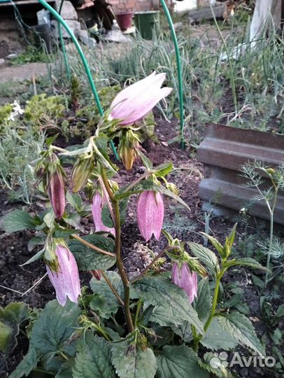 Колокольчик