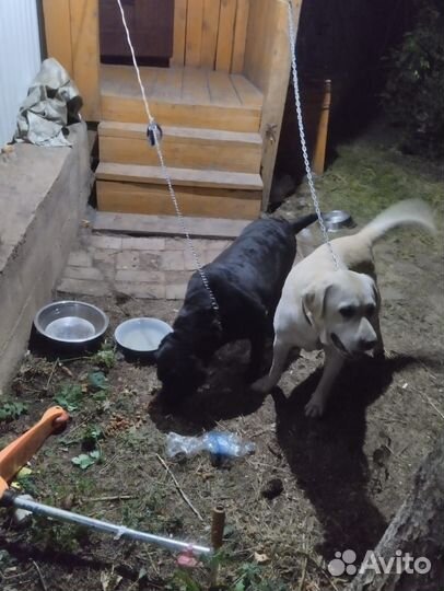 Собака в добрые руки отдам бесплатно