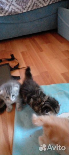 Продам котят