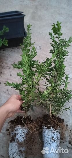 Саженцы самшита