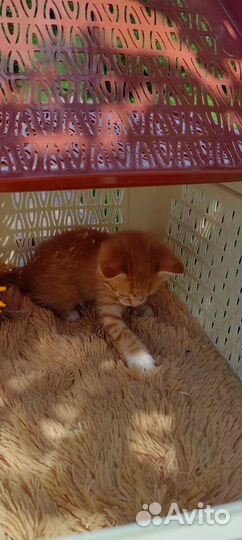 Котик бесплатно